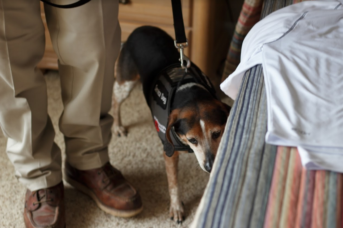 Bed Bug Detection Dogs from Preferred Peste bed bud detection